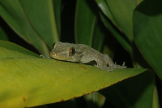 A gecko (Gehyra oceanica) easily scales a leaf covered with water droplets while searching for prey at night.: Photographed on Moorea, French Polynesia by Edward A. Ramirez and Peter H. Niewiarowski